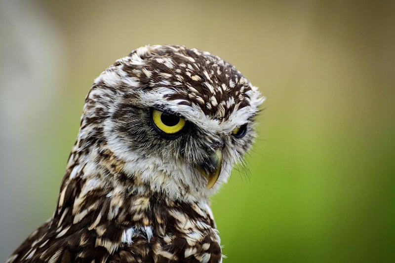 Owl Image